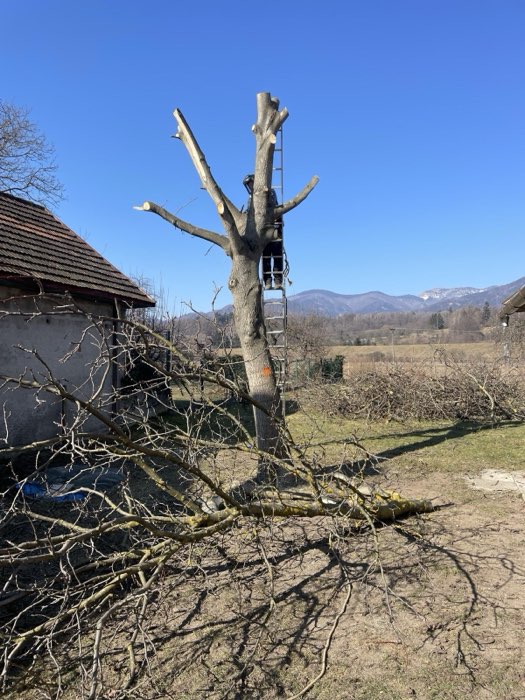 Výrub stromu na pozemku